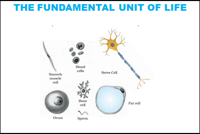 Fundamental Unit of Life - Custom Course of Class 9