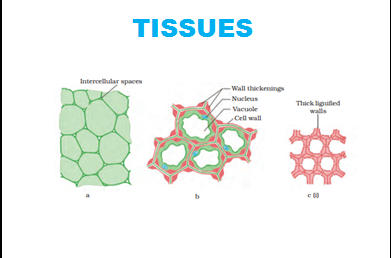 Tissues - Custom Course of Class 9
